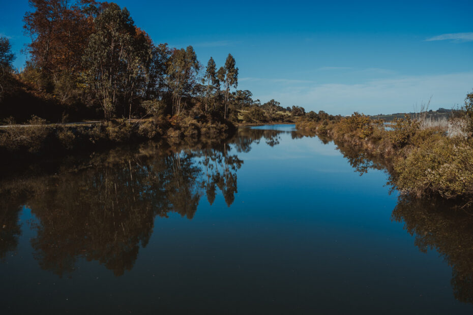 Marisma de Rubín (1)
