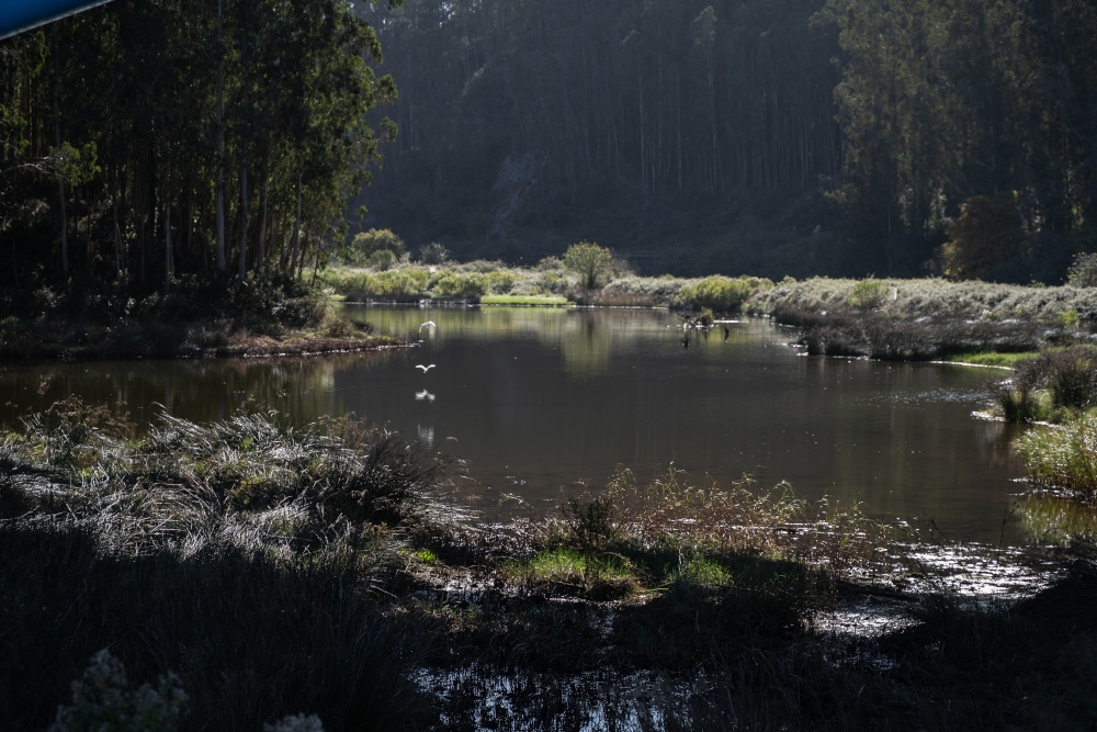 Marisma de Rubín (3)