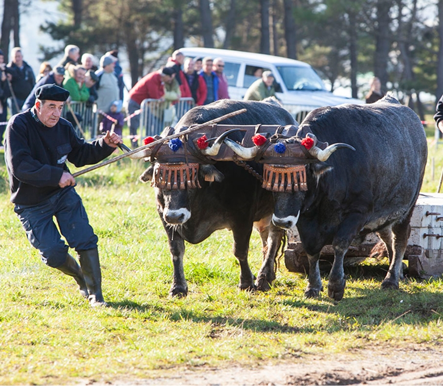 san vicente de la barquera (1)